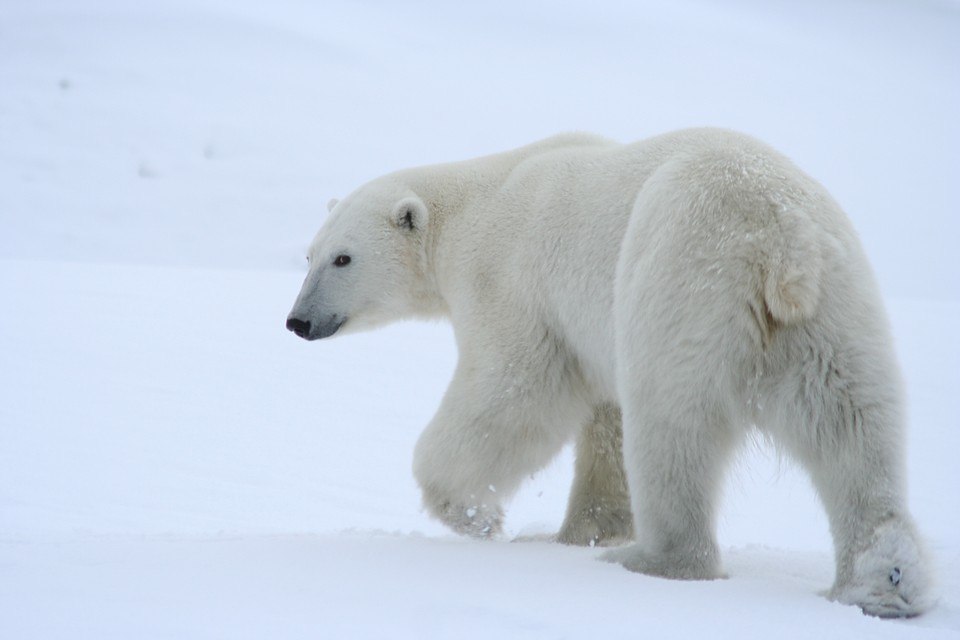Белые медведи на Шпицбергене растолстели за последние 25 лет Белые медведи обитающие на архипелаге Шпицберген стали более упитанными чем их предшественники жившие четверть века назад Учёные объясняют такую тенденцию уменьшением площади льда и возможностью охоты на суше Примечательно что развитие животных на Шпицбергене отличается от того что наблюдалось в нескольких других частях Арктики где белые медведи худеют в годы с более длительными периодами без льда Хищники охотятся на северных оленей питаются тушами моржей яйцами птицами и тюленями численность всех видов животных значительно увеличилась за этот период С 1980 года температуры вокруг Шпицбергена растут со скоростью примерно два градуса в десять лет общество животные мир