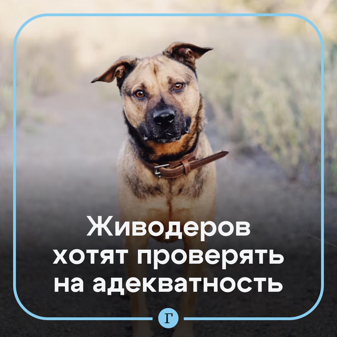 Живодеров хотят обязать проходить психиатрическую экспертизу. Каждый год в России происходит около 700 случаев жестокого обращения с животными. Преступники могут начать нападать и на людей, считает депутат Григорий Арапов. «Жестокое обращение с животными — это тревожный сигнал о серьезных отклонениях в психике и даже предвестник других насильственных преступлений», — заявил он. Полезная инициатива? — /