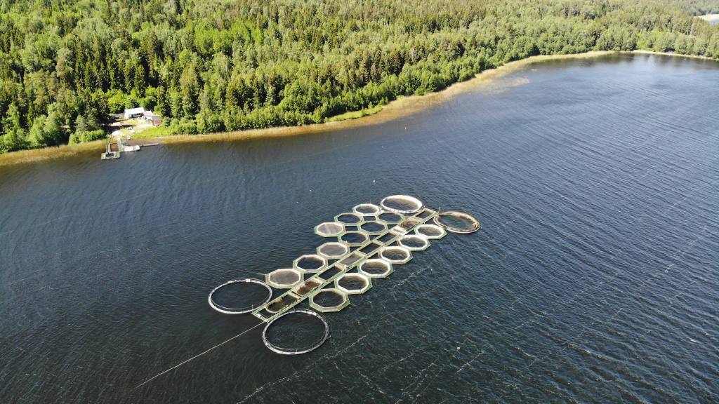 В России предложили создать реестр недобросовестных участников рыбоводных аукционов  Такую инициативу к первому зампреду Совфеда Андрею Яцкину направила ВАРПЭ К ней в свою очередь обратилась Крымская ассоциация аквакультуры Об этом сообщает Ъ Как отмечает ВАРПЭ аукционы сейчас единственный путь получить права на РВУ Победителем становится компания предложившая максимальную цену а если она уклоняется от заключения договора то участок отправляется на повторный аукцион Из 69 лотов выставленных на торги в Крыму в 2023 2025 годах повторные торги проводились в 20 случаев Проблему в ВАРПЭ связывают именно с деятельностью недобросовестных участников аукционов По словам и о председателя Крымской ассоциации аквакультуры Алексея Чиркина основная цель недобросовестных участников аукционов сорвать торги максимально повысив стоимость лота Так первоначальная цена в 3 тыс рублей в итоге может повышаться до 3 млн рублей Такой подход делает невозможным участие в торгах для рядовых предпринимателей Им недобросовестные игроки предлагают уступить свое место за деньги добавляет Чиркин Риски же для них незначительные отказываясь от договора они теряют только задаток который часто бывает символическим Росрыболовство поддерживает создание реестра недобросовестных участников торгов В ведомстве считают что это позволит пресечь срыв конкурсов и аукционов который снижает заинтересованность бизнеса в развитии аквакультуры  Тем не менее противников данной инициативы достаточно Например по мнению управляющего партнера Agro and Food Communications Ильи Березнюка наличие на рынке недобросовестных участников аукционов далеко не ключевой фактор сдерживающий развитие аквакультуры Так большинство предприятий сталкивается со снижением рентабельности и общим дефицитом качественных участков Подобрать их по его словам сложно не только из за биологических и температурных требований но и с точки зрения развития инфраструктуры К интересным площадкам может к примеру не быть подъездных путей   Рыбхоз Всё о рыбе