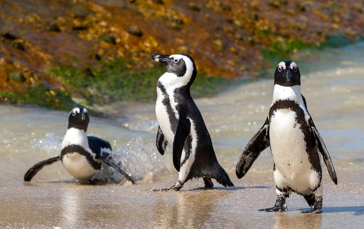 Африканские пингвины могут вымереть к 2036 году из за нехватки рыбы   repost uz ischeznut iz za goloda Подписывайтесь на Repost