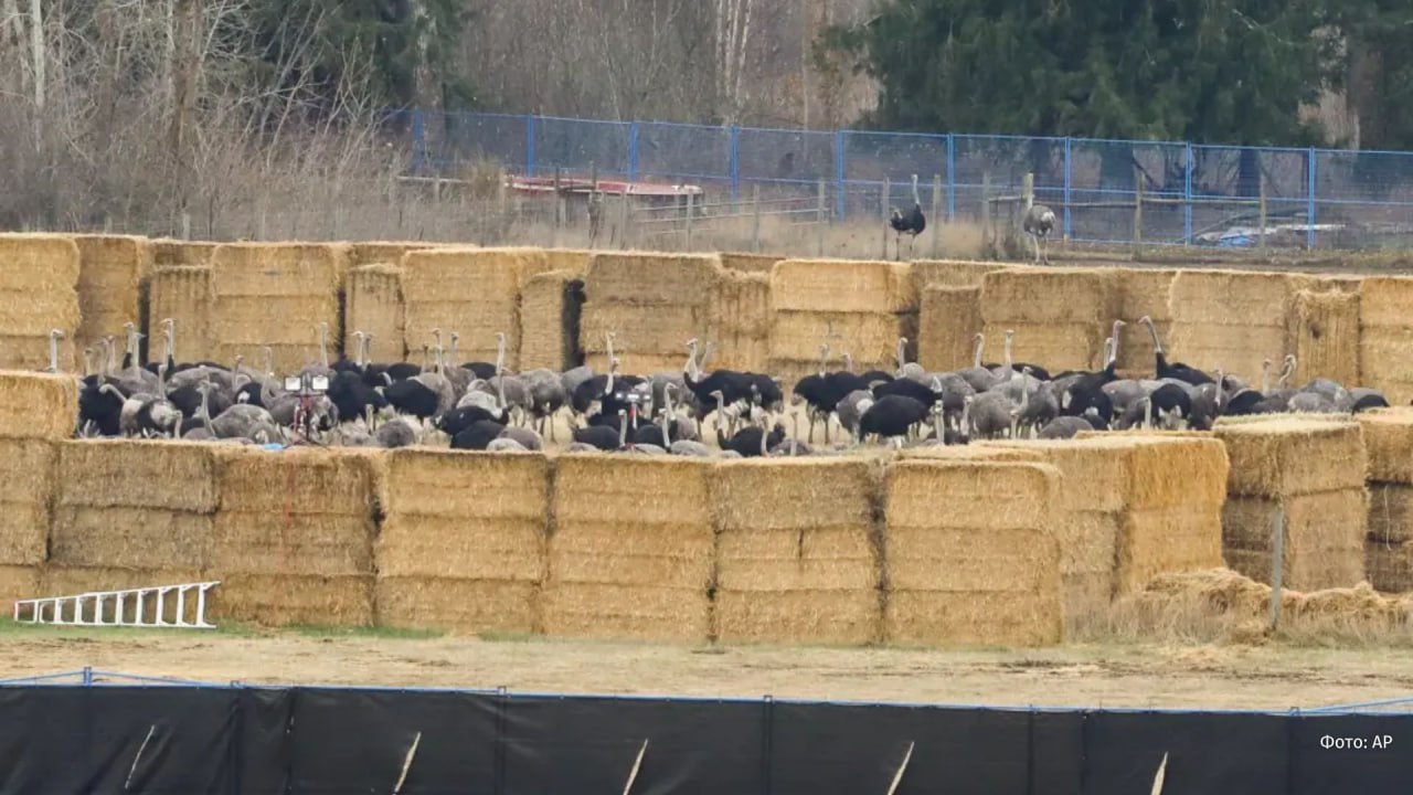 В Канаде расстреляли более 300 страусов из за птичьего гриппа На ферме в Британской Колумбии уничтожили более 300 страусов в связи с угрозой распространения птичьего гриппа Решение было принято после того как Верховный суд Канады отклонил просьбу о блокировке федерального приказа о выбраковке стада В прошлом году на ферме уже погибли 69 страусов из за инфекции однако владельцы утверждают что остальные птицы здоровы Издание New York Post сообщает что министр здравоохранения США Роберт Кеннеди младший и миллиардер Джон Кациматидис пытались убедить канадских чиновников остановить уничтожение птиц В момент расстрела сторонники защиты страусов собрались у фермы но некоторые не выдержали и покинули место событий из за продолжительных выстрелов