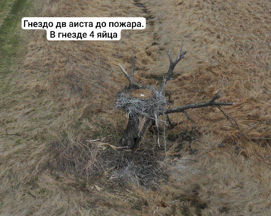 Сегодняшнее обследование территории Муравьёвского заказника и Муравьёвского парка показало первые масштабы ущерба гнездящимся здесь популяциям журавлей и аистов. После прошедшего 9-10 мая пожара обнаружено 3 сгоревших гнезда японских журавлей из 6, отмеченных в этом году в Муравьёвском заказнике. В двух из них находились яйца, а в третьем гнезде журавли только приступали к откладке. Яйца с невылупившимися журавлятами погибли. У даурских журавлей гнезда уцелели, но пока птицы спасались от огня и отсутствовали на гнёздах, некоторые кладки были разорены и съедены воронами. Также были уничтожены огнём несколько гнёзд дальневосточного аиста, расположенные низко над землёй. В гнёздах тоже находились яйца. "Это был самый масштабный пожар за последние 7 лет предыдущий раз так горело здесь в 2018 г. . Для японских журавлей весенние пожары - главная угроза, не дающая восстановиться популяции в Амурской области", - написал орнитолог Антон Сасин.