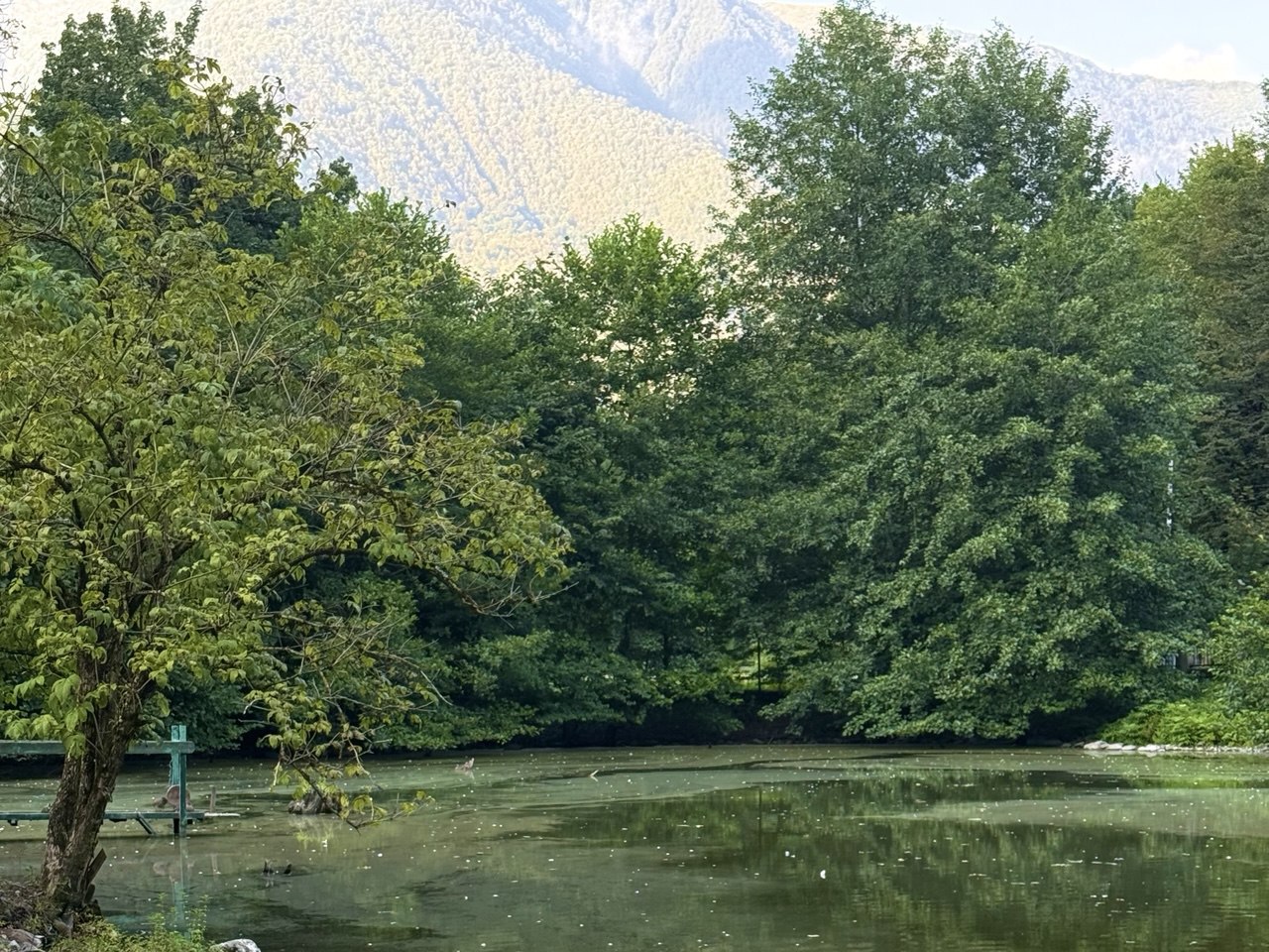 Директор Сочинского нацпарка и Кавказского заповедника ушел в отставку Министр экологии и природных ресурсов РФ Александр Козлов подписал приказ об освобождении Сергея Шевелева с занимаемых должностей Исполняющим обязанности руководителя Кавказского заповедника назначен заместитель директора по охране территории Сочинского нацпарка Владимир Атоян