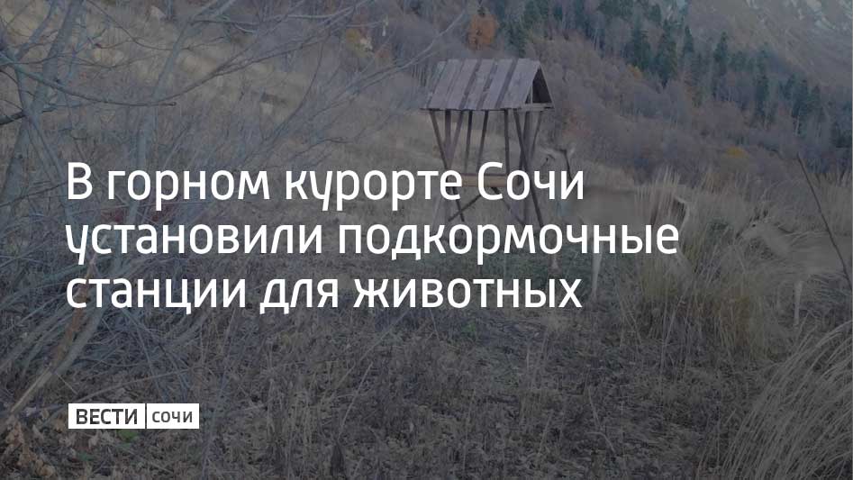 В горах Сочи на высоте от 570 до 2,1 тысячи метров установлены четыре подкормочные станции для копытных животных. Чаще всего из них питаются олени, косули и серны.  Зимой животных кормят сеном и кукурузой, а летом кладут в кормушки обогащенную минералами соль.  Для птиц отряда воробьиных и совиных в горах на высотах от 1,1 до двух тысяч метров установлены искусственные гнездовья, сообщили на курорте.