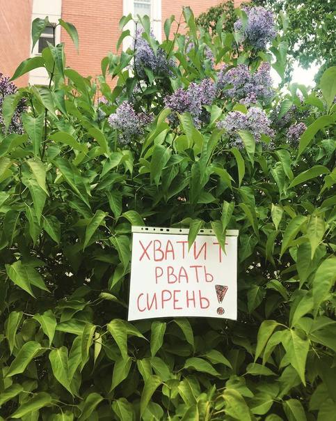 Крупный штраф можно получить за сорванную сирень, — юристы Цветы, деревья и кустарники считаются имуществом. Если кто-то срывает или выкапывает растение с корыстной целью и ущерб превышает 2,5 тыс. рублей, это может быть квалифицировано как кража с наказанием в виде штрафа до 80 тыс. рублей, общественных работ или тюремного заключения на срок до двух лет. Если действия не были корыстными, но нарушают нормы поведения, это административное правонарушение с штрафом от 500 до 1 000 рублей или арестом до 15 суток. Обламывание веток сирени в общественных местах также может быть квалифицировано как незаконная порубка, что грозит штрафом до 500 тыс. рублей или обязательными работами. Подписаться Новости СПБ