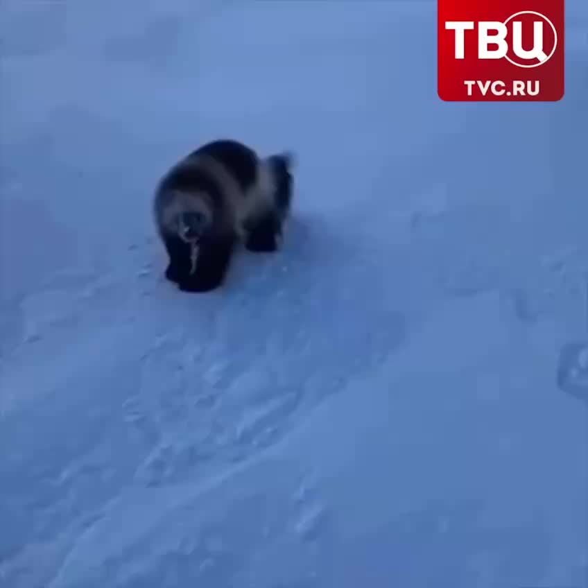 На Камчатке росомаха забрала улов у рыбаков