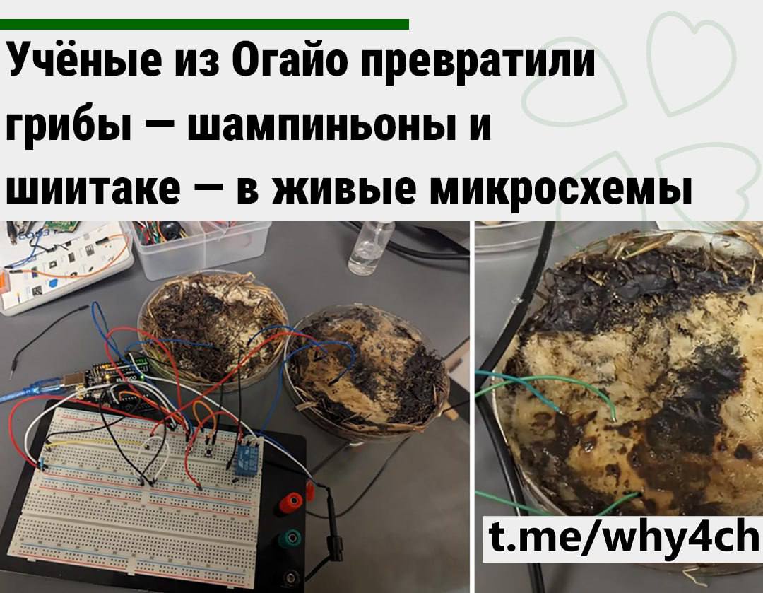 Учёные из Огайо превратили грибы шампиньоны и шиитаке в живые микросхемы способные обрабатывать до 5 850 сигналов в секунду и запоминать их с точностью 90 Такие грибные чипы не требуют редких металлов потребляют мало энергии и полностью разлагаются в природе Исследователи использовали мицелий для создания мемристоров устройств сохраняющих память о электрической активности что может стать основой для экологичных вычислительных систем Эти органические микросхемы потенциально могут заменить традиционные в низкоэнергетичных и специализированных приложениях от носимых гаджетов до космических сенсоров хотя пока они уступают по скорости и кремниевым чипам