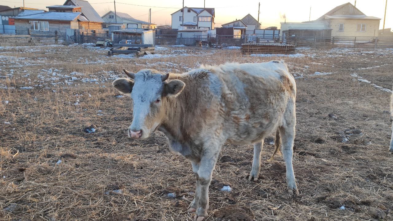 Обязательное чипирование коров и лошадей введут в Бурятии Глава Бурятии Алексей Цыденов в ходе планерного совещания поручил проработать поправки в законодательство по обязательному чипированию крупнорогатого скота и лошадей Такое обязательство для владельцев КРС планируется ввести в связи с ростом дорожно транспортных происшествий с участием крупных сельхозживотных С начала текущего года на дорогах республики зарегистрировано 129 наездов на животных По информации ВСЖД по состоянию на 10 декабря этого года произошло 87 случаев наезда железнодорожного транспорта на сельхозживотных в 2024 году было зарегистрировано 69 наездов Надо к ответственности приводить владельцев Люди бьются на дорогах потому что кому то лень за своей коровой присмотреть Кони и КРС должны пройти обязательное чипирование Если скот будет находиться где то на самовыгуле без чипа он будет изыматься без права возвращения обратно владельцу Минсельхозпрод Бурятии прошу отработать совместно с Народным Хуралом данную инициативу и представить в ближайшее время подчеркнул Алексей Цыденов Фото Новая Бурятия