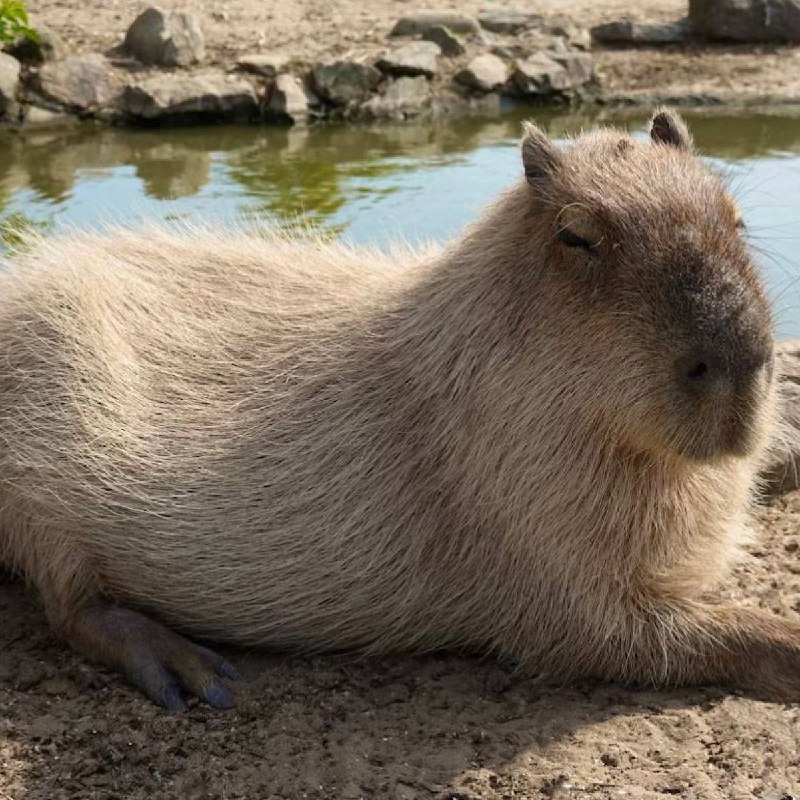 В теперь о важном в России фиксируют нехватку капибар Зоопарки стали скупать животных в свои коллекции из за возникшего тренда Увеличить их численность тоже не получится в стране мало зоопарков пригодных для их размножения veraafanasyeva