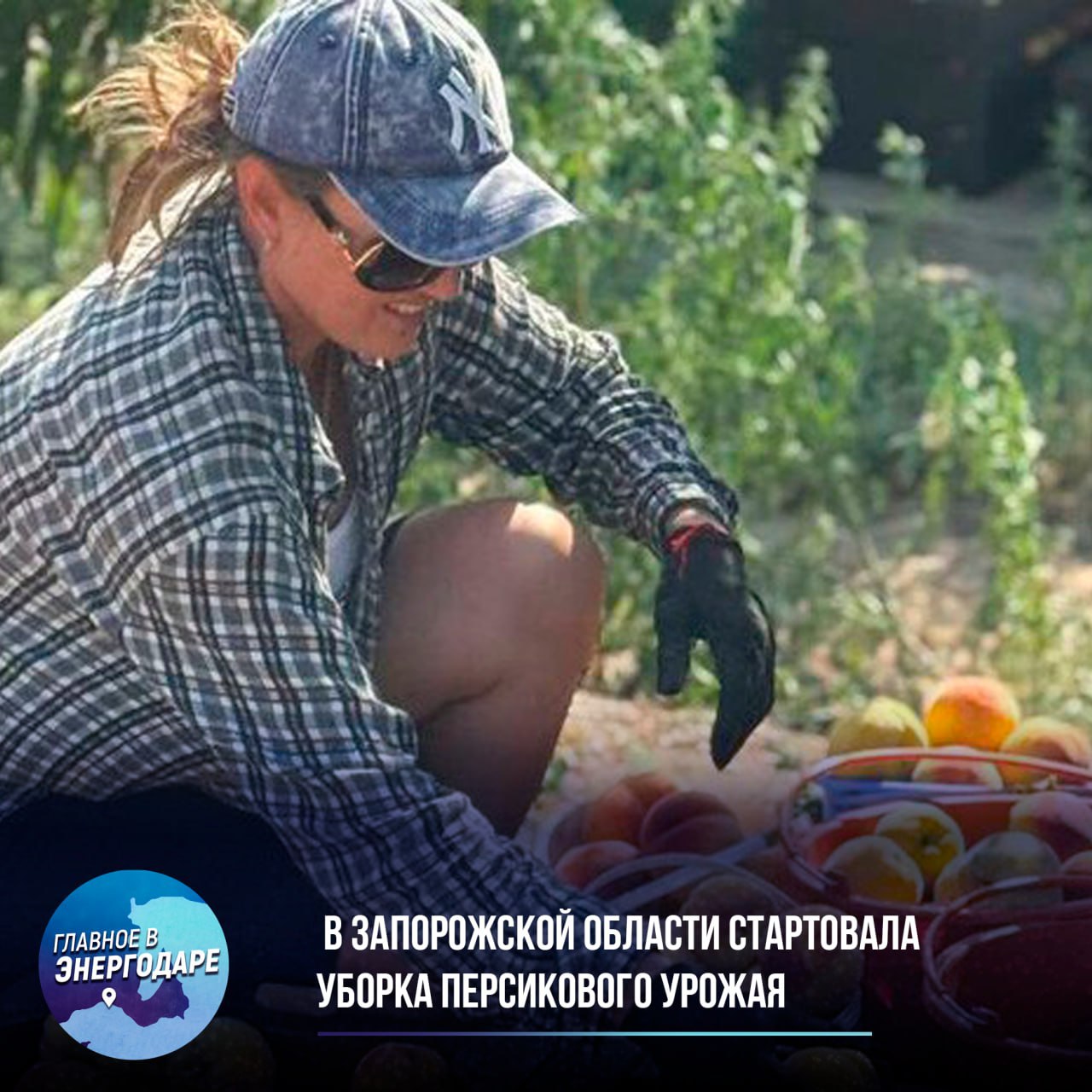 В Запорожской области стартовала уборка персикового урожая  Специализированное хозяйство «Мелитопольская черешня» приступило к сбору плодов на 40 гектарах садов, где культивируется более 10 сортов персиков. Как сообщили в региональном МинАПК, несмотря на весенние заморозки, основной сорт «редхейвен» сохранил отменные вкусовые качества благодаря комплексному уходу, включающему профессиональную обрезку и защиту от вредителей.  Урожай собирают исключительно вручную на третий год после посадки деревьев, причем работы начинают ранним утром для максимального сохранения свежести плодов. Особое внимание уделяется участию местного населения в сезонных работах, что не только обеспечивает дополнительные заработки, но и вносит значимый вклад в развитие аграрного сектора области. После сбора фрукты сразу сортируют, упаковывают и отправляют в холодильные камеры.