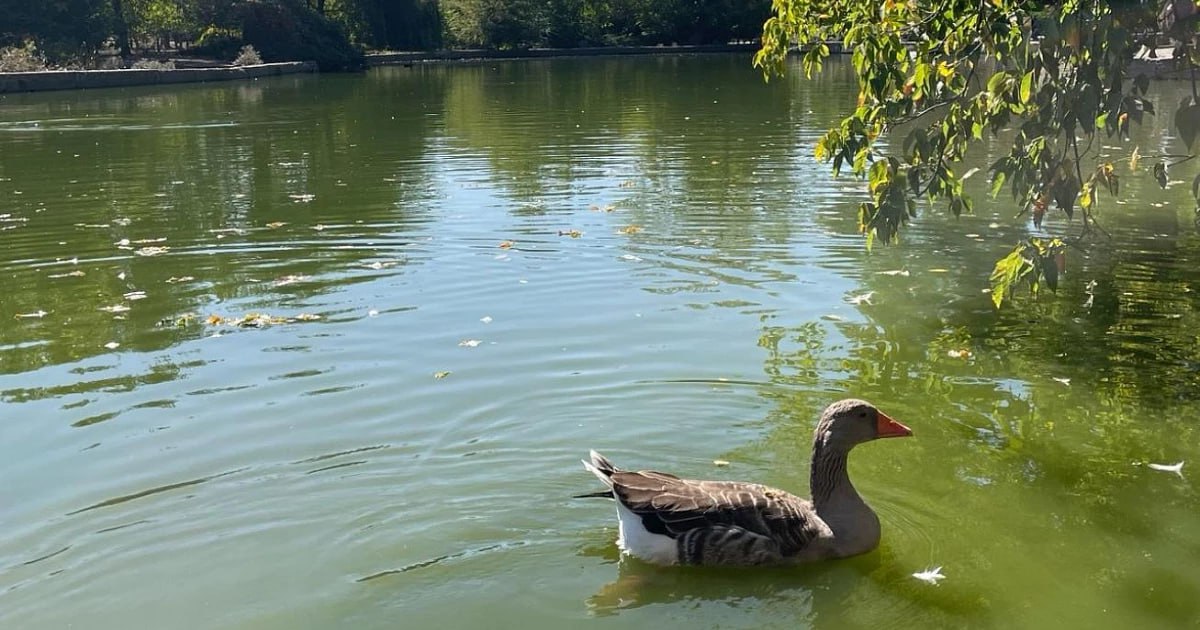 Жителям Краснодара напомнили об опасностях купания в водоемах города  По информации администрации, Роспотребнадзор Краснодарского края признал неудовлетворительными исследования образцов воды.  Знаки «Купаться запрещено» были установлены вдоль берега реки Кубань из-за сильных течений и водоворотов.  В Западном округе ежедневно проверяют соблюдение гражданами закона о запрете купания. Особое внимание уделяется несовершеннолетним, которые находятся у водоемов без надзора родителей. С такими детьми работает инспекция по делам несовершеннолетних.   Утренний Юг     /фото/видео для публикации или заказать рекламу:      «Утренний Юг»