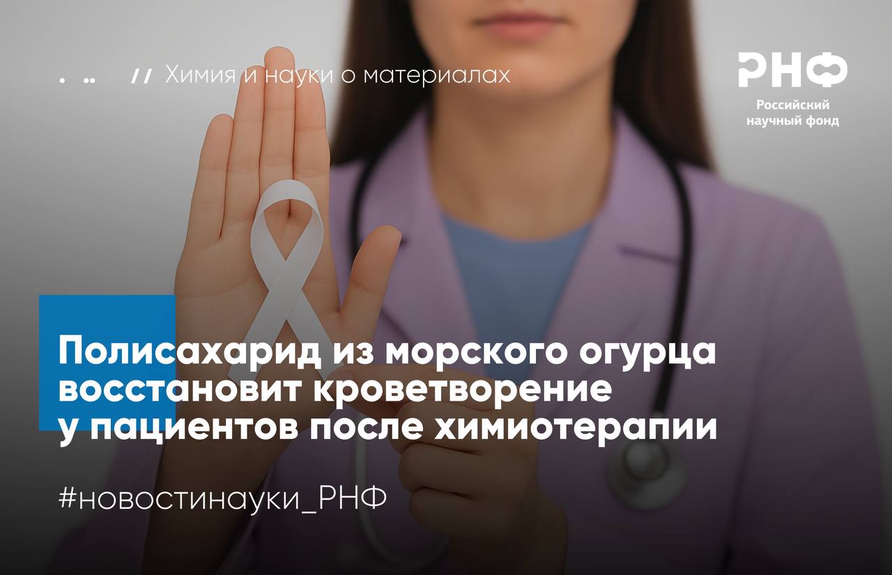 Ученые Института органической химии имени Н Д Зелинского РАН НМИЦ онкологии имени Н Н Блохина Института металлургии и материаловедения имени А А Байкова РАН и ФИАН разработали имплантируемый стимулятор кроветворения на основе саморассасывающегося капилляра и природного полисахарида из морского огурца Новая система позволила восстановить нормальные показатели крови у мышей после химиотерапии и показала более высокую эффективность по сравнению со стандартным препаратом rG CSF Исследование поддержано Российским научным фондом   Химиотерапия часто вызывает подавление костномозгового кроветворения что приводит к нейтропении анемии и тромбоцитопении Для коррекции этих нарушений используют стимуляторы гемопоэза однако традиционные препараты быстро выводятся из организма поэтому пациентам приходится проходить курс ежедневных инъекций При этом в первые дни после химиотерапии возможно ухудшение состояние больных поэтому дополнительные вмешательства и перемещения для них нежелательны Ученые стремятся найти более удобный аналог стимуляторов гемопоэза с длительным эффектом В своей работе ученые предложили альтернативу систему длительной доставки лекарства В ее основе лежит саморассасывающийся в среде организма капилляр продолговатая капсула стенки которой состоят из сплава железа и марганца покрытого водорастворимым и нетоксичным полимером полиэтиленгликолем Подкожно имплантированный капилляр медленно растворяется постепенно высвобождая стимулятор гемопоэза В качестве стимулятора гемопоэза авторы использовали сульфатированный полисахарид выделенный из морского огурца Cucumaria japonica ранее показавший способность стимулировать восстановление лейкоцитов эритроцитов и тромбоцитов   Через три дня после химиотерапии у мышей с имплантатами уровень лейкоцитов вырос в 1 35 раза из них нейтрофилов в 2 7 раза эритроцитов в 1 25 раза тромбоцитов в 3 7 раза Для сравнения стандартный rG CSF увеличивал нейтрофилы в 2 раза эритроциты в 1 14 раза и почти не влиял на тромбоциты   Таким образом новая система доставки обеспечила более комплексное восстановление кроветворения после химиотерапии и может снизить потребность в многократных болезненных инъекциях у пациентов Авторы отмечают что капсулы можно вводить одновременно с химиопрепаратами терапевтический эффект стимулятора проявляется отсроченно когда действие цитостатиков уже завершилось По мнению исследователей технология имеет потенциал применения не только для поддержки гемопоэза после химиотерапии но и в других областях медицины Данная междисциплинарная разработка в которой объединены компетенции всех участников работ имеет более широкие перспективы для использования чем только стимуляция гемопоэза после химиотерапии что само по себе уже является очень перспективным для практики рассказывает руководитель проекта поддержанного грантом РНФ Николай Нифантьев доктор химических наук член корреспондент РАН заведующий лабораторией химии гликоконъюгатов ИОХ РАН Результаты опубликованы в Marine Drugs Подробнее в материале РИА Новости новостинауки РНФ химия