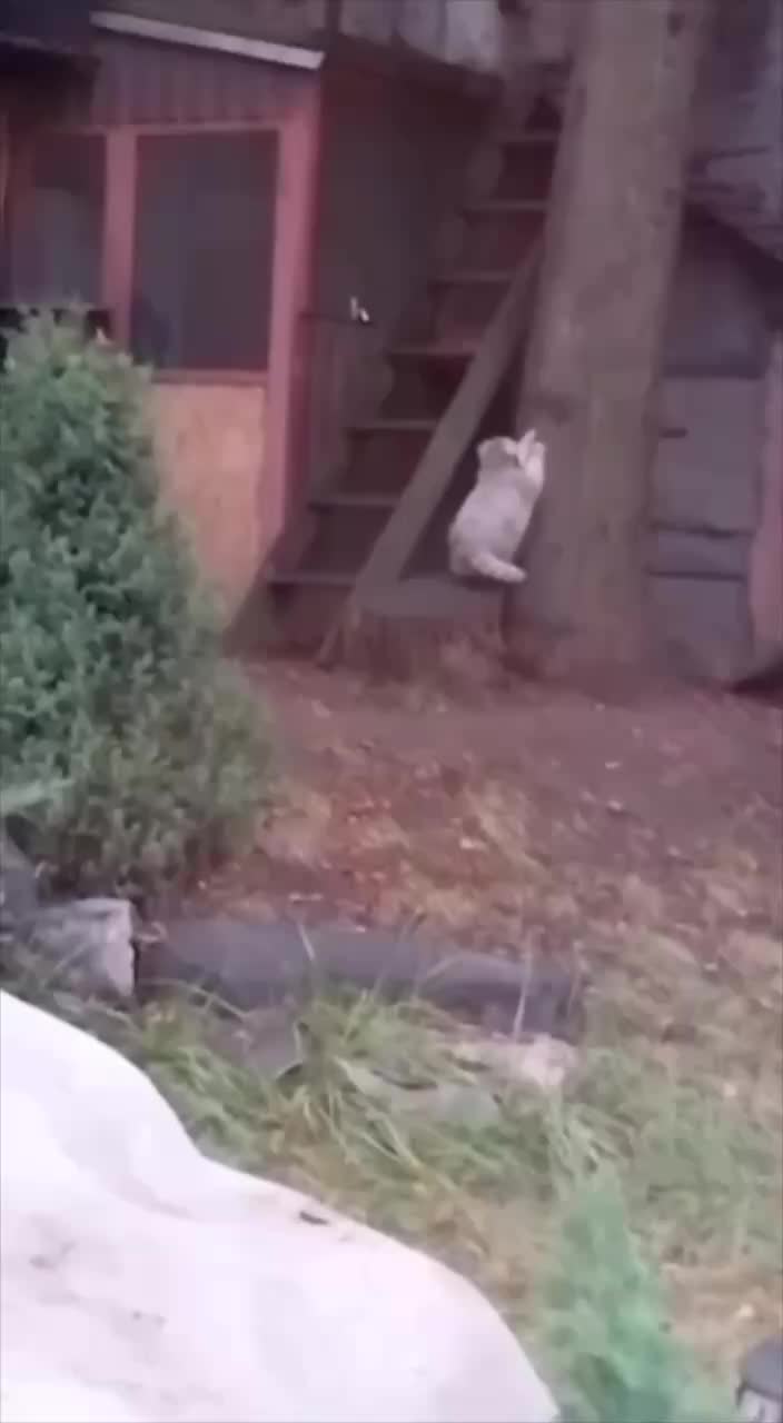 Манул Тимофей из Московского зоопарка не смог забраться на дерево