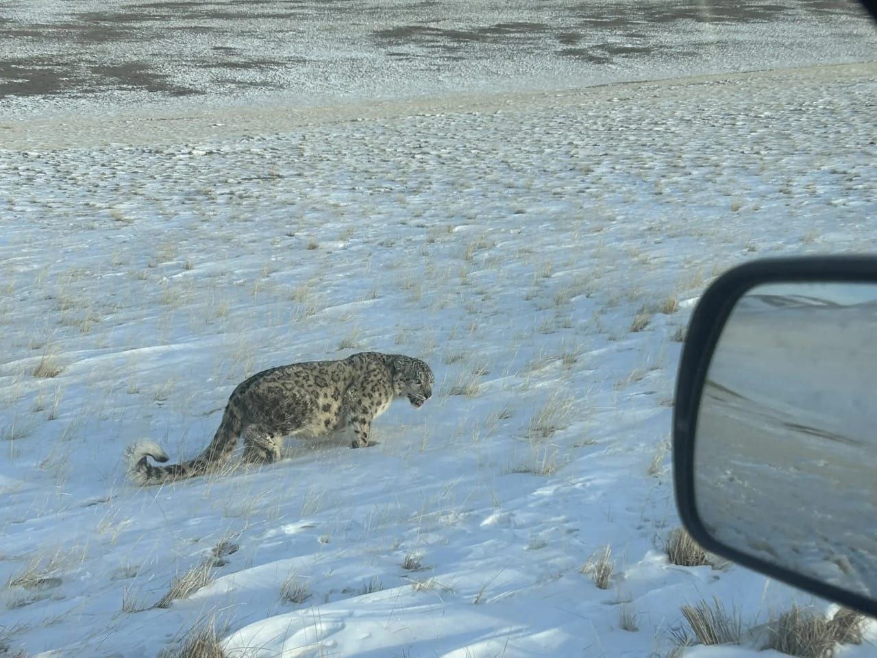 Несколько дней назад в урочище Уландрык юг Кош Агачского района Республики Алтай местные жители встретили снежного барса который брёл вдоль дороги Автомобилисту удалось сделать снимок барса По словам автора снимка барс прихрамывал на заднюю лапу Также местные жители отмечали что примерно в тот же период в окрестностях был задавлен жеребёнок и вероятно напал на него именно этот барс Информация об этом была передана в Сайлюгемский национальный парк на территории которого находится урочище Как рассказал Новостям Горного Алтая директор парка Денис Маликов специалисты выехали на место однако барса не обнаружили В то же время в окрестностях был найден раненный архар на которого вероятно тоже охотился этот барс Маликов отметил что на хребте Сайлюгем постоянно обитают шесть ирбисов хорошо известных учёным Они сопоставили сфотографированного барса с этими особями но совпадений не нашли Несколько лет назад здесь фиксировали ещё двух ирбисов но и на них снятый в Уландрыке ирбис не походит Скорее всего этот барс ранее вообще не попадал в базу данных парка Сейчас численность популяции растёт барсы ищут новые места для охоты расширяют территорию обитания Что касается именно этого барса то он не выглядит истощённым больным а травму скорее всего ушиб мог получить во время охоты на жеребёнка или архара Скорее всего после охоты он ушёл в своё логово Так что оснований и дальше разыскивать его изымать из дикой природы нет добавил директор парка Он также сказал что при встрече с барсами в дикой природе не нужно их преследовать предпринимать действия которые могут вызвать стресс у животных находящихся под охраной Подробней   www gorno altaisk info news 186989