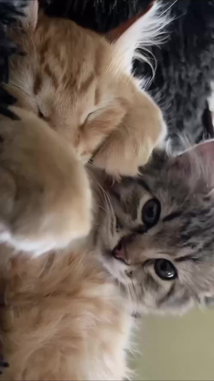 Сон и игры с кошками укрепляют иммунитет, по данным Минздрава Карелии