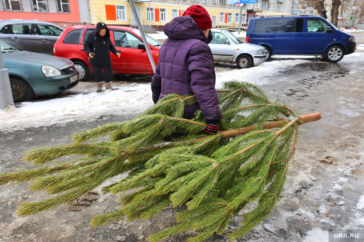 Новогодние елки можно будет купить в пермских лесничествах  С 16 декабря продавать новогодние деревья начнут Култаевское, Лобановское и Кукуштанское участковые лесничества.   Елка до 1 метра — 28,89 рублей;  Самый популярный размер от 1,1 до 2 метров — 57,78 рублей;  До 3 метров — 86,67 рублей;  До 4 метров — 115, 56 рублей ;  Свыше 4 метров — 173,34 рубля.  Для покупки нужно обратиться в участковое лесничество с паспортом и ИНН. Одна семья или одиноко проживающий человек может купить не более двух деревьев.