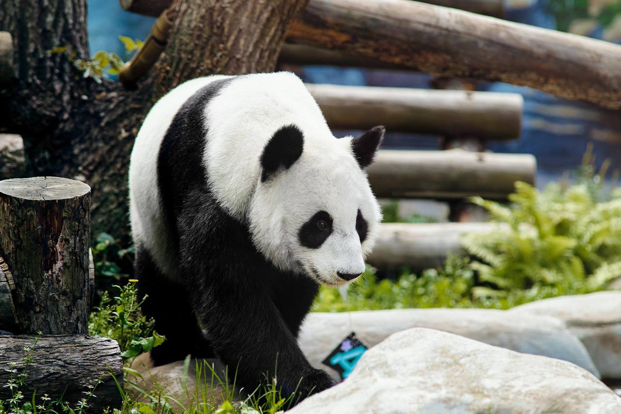 К Новому году всем нужны подарки Не стали исключением и наши любимые панды из Московского зоопарка Сегодня в 12 00 на zoo mos ru смотрите как Жуи и Катюша будут разворачивать свои новогодние сюрпризы