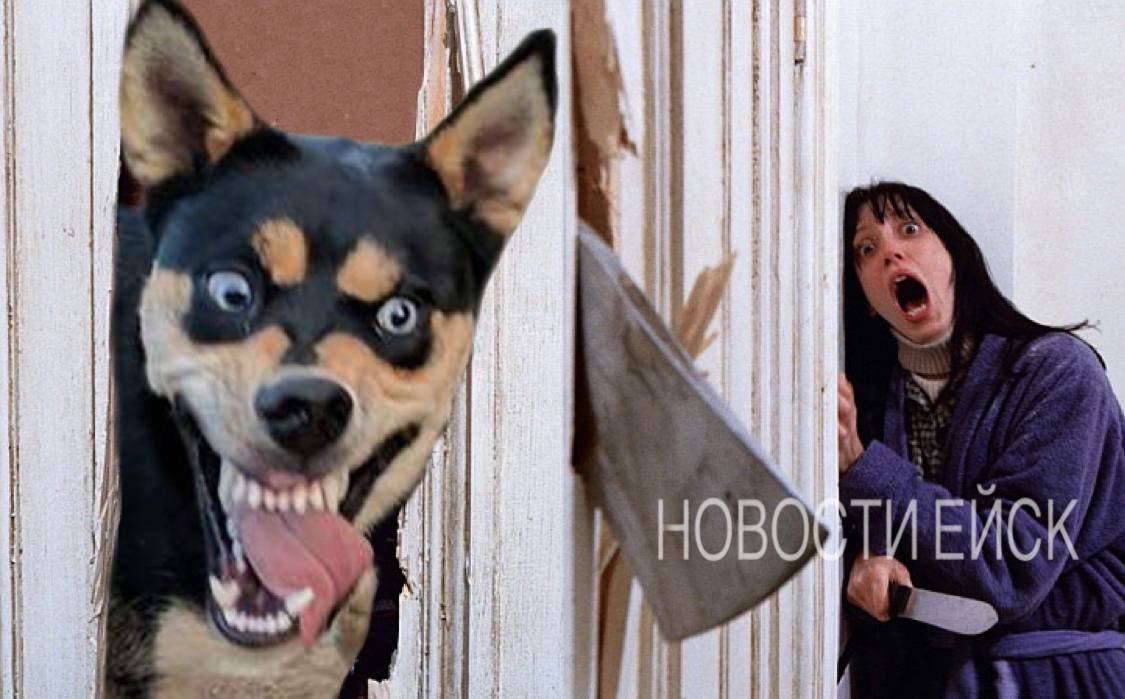 В России предложили ввести собачье ОСАГО Если пёс опасной породы нападёт на человека страховая компания должна будет выплатить жертве 1 млн рублей С такой инициативой выступили в Госдуме Если собака испортит чьё то имущество например одежду или телефон пострадавшему выплатят до 200 тыс рублей компенсации Служебных псов законопроект не коснётся пишут Известия Как вам идея НОВОСТИ В МАХ   max ru novosti yeisk НОВОСТИ В ТГ   t me novosti yeisk НОВОСТИ ВК   vk com club223646917 НОВОСТИЕЙСК