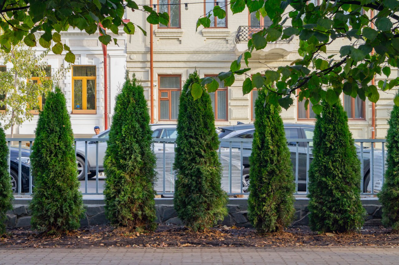 Власти передумали Лядскому вернут липы а новые туи выгонят После критики с разных сторон город решил дополнительно проработать проект обновления исторического парка В течение двух недель команда специалистов готовила альтернативный вариант озеленения с учетом предложений от профессионального сообщества и жителей города Почему это не было сделано сразу еще до высадки туй вопрос открытый Итог аллее на Муштари вернут исторический облик Здесь появятся липы и живая изгородь из боярышника Она поможет снизить шум от дороги и защитит парк от пыли и выхлопных газов Туи отправят в питомник e kazan ru news show 51636