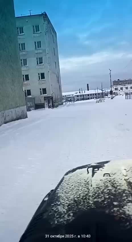 Белые медведи прогулялись по улицам Диксона в Красноярском крае