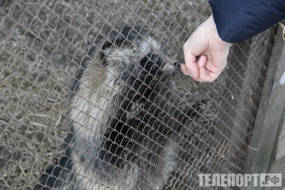 Больная бешенством енотовидная собака несколько раз укусила амурчанина Карантин по бешенству введен в селе Никольское Белогорского округа Заболевание выявлено у дикой енотовидной собаки сообщили в управлении ветеринарии Амурской области Ночью хищник проник на частное подворье и начал гонять по территории кошку Хозяин дома вышел на шум и тут же сам подвергся нападению Дикое животное укусило его несколько раз Зверя проявившего немотивированную агрессию передали ветеринарам В лаборатории у животного подтвердили бешенство Специалисты провели на подворье все необходимые мероприятия Пострадавший мужчина получает антирабическую помощь Кошка прошла повторную вакцинацию и находится под наблюдением ветеринаров Между тем это не первый случай в августе когда животное больное бешенством вышло к людям в Белогорском округе В начале месяца карантин был введен в Возжаевке Особо опасное заболевание в село принесла дикая лисица
