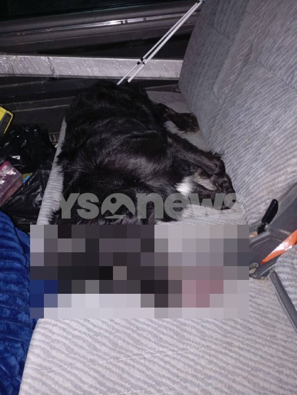 Водитель внедорожника сбил насмерть собаку в Долинском районе и расстрелял автомобиль ее владельца    Пострадавшая сторона ищет свидетелей, заявляя, что стрелок может уйти от ответственности: