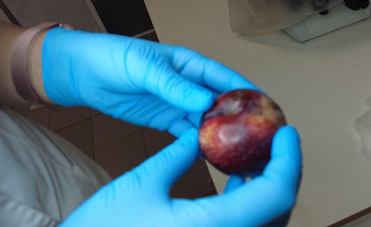 Россельхознадзор с начала 2026 года обеспечил контроль свыше 850 тонн яблок через пункт пропуска Забайкальск Объём поставок за первый месяц года вырос почти в три раза по сравнению с аналогичным периодом прошлого года Все партии прошли фитосанитарный контроль и допущены к реализации В рамках надзорных мероприятий государственные инспекторы отобрали 150 образцов из различных партий для лабораторных исследований Карантинные объекты во всех партиях свежих яблок не обнаружены