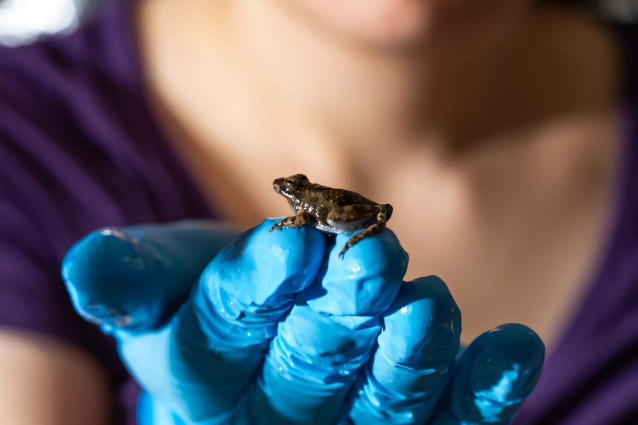 Рак будут лечить лягушки Кишечные бактерии ящериц японских квакш и тритонов способны уничтожать почти все виды раковых клеток выяснили ученые из Японского института Также эти бактерии обучают организм предотвращать рецидивы Испытания проводились на мышах рак был побеждён в 100 случаев и больше не возвращался Испытания на людях уже готовятся Экономика на ночь