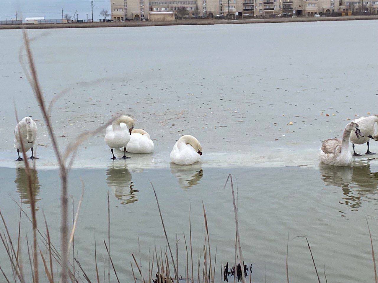 Морозы не угрожают лебедям в Крыму После распространения в соцсетях сообщений о замерзающих лебедях на водоемах спасатели МЧС и экологи отправились на место в том числе к озеру Сасык Сиваш и другим внутриматериковым водоемам чтобы оценить состояние птиц Птицы активны здоровы свободно передвигаются по льду и воде Лебеди морозоустойчивые птицы зимующие в Крыму десятилетиями Они прекрасно адаптированы к местным условиям сообщили в Минприроды Крыма Лебеди иногда могут выглядеть как мертвые когда лежат на льду и поджимают голову к своему телу Однако такое поведение для них является естественным В таком положении птицы отдыхают Фото Минприроды Крыма Tg Подписывайся на truekpcrimea