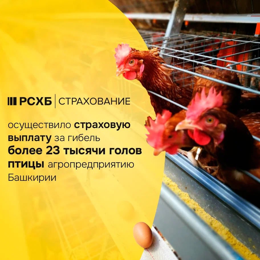 АО СК РСХБ Страхование произвело страховую выплату в размере 4 1 млн рублей по договору страхования сельскохозяйственных животных агропредприятию Республики Башкортостан Аномальная жара установившаяся на территории Республики Башкортостан в конце мая начале июня 2025 года привела к резкому повышению температуры в птичниках агропредприятия Несмотря на непрерывную работу оборудования система кондиционирования не справилась с компенсацией внешних температурных показателей что стало причиной гибели более 23 тысячи голов птицы в результате теплового удара По итогам рассмотрения предоставленных страхователем документов АО СК РСХБ страхование признало случай страховым и осуществило выплату агропредпиятию в соответствии с условиями договора Страхование сельскохозяйственных животных играет важную роль в обеспечении финансовой устойчивости животноводческого предприятия Хозяйства могут подвергаться воздействию различных факторов связанных с болезнями неблагоприятными погодными явлениями техногенными рисками пожаром и прочими появление которых может привести к гибели целого поголовья сельхозживотных В этой связи защитить сельхозпредприятия от возникновения непредвиденных событий сохранить стабильность производства и минимизировать финансовые убытки позволяют программы агрострахования прокомментировал Булат Низамов директор филиала АО СК РСХБ Страхование в г Уфе РСХБ Страхование