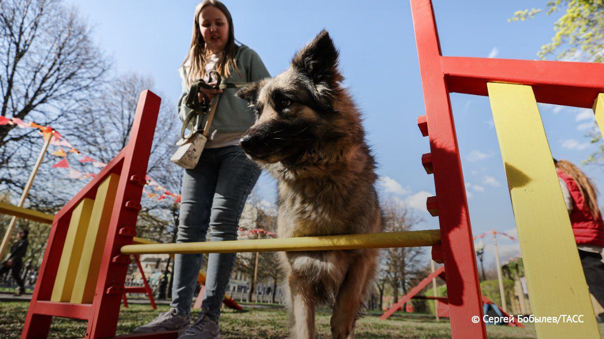Росстандарт утвердил требования к обустройству мест для выгула и дрессировки собак сообщили ТАСС в ведомстве ГОСТ вступит в силу с 1 апреля 2026 года Согласно документу минимальная площадь игровой площадки составляет 200 квадратных метров а дрессировочной 1 5 тыс квадратных метров Ограждение площадок должно быть высотой не менее 2 метров Источник ТАСС
