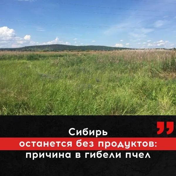 Продовольственная безопасность Сибири под угрозой Все дело в массовой гибели пчел Только в Красноярском крае за последние пять лет погибло больше 10 миллионов насекомых Подобная картина наблюдается в Новосибирской и Томской областях в других регионах Сибири да и по всей России От этого напрямую зависит продуктовая безопасность пчелы опыляют примерно три четверти мировых сельскохозяйственных культур Без этих насекомых не будет не только меда но и урожая По сведениям ООН пчелы вымирают в восемь раз быстрее нежели другие существа Главная причина нарушения правил обработки полей ядохимикатами Даже мизерные дозы таких ядов сказываются на нервной системе насекомых Они теряют ориентацию и не могут добывать корм   Подписаться Предложить