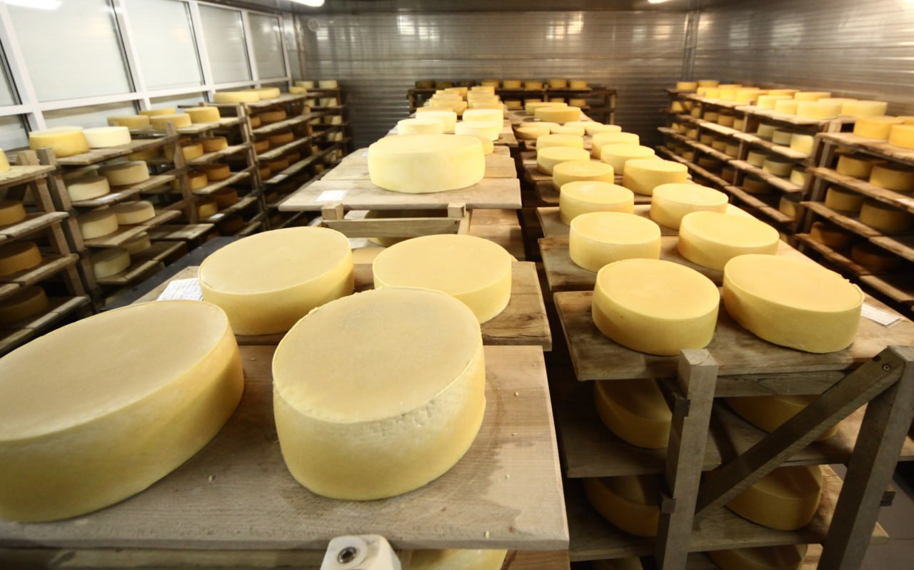Кубань нарастила производство сыра на 17%  Производство сыра и сырных продуктов на Кубани показало значительный рост в 2025 году. За первое полугодие выпуск составил 11,9 тыс. тонн — на 17,5% больше, чем годом ранее.   Также выросло производство сгущенного молока  26,6 млн банок, +10,8%  и сырого молока  +9,1 тыс. тонн, +1% .  В ведомстве связывают успехи с активной селекционно-племенной работой в регионе. В крае работает 81 предприятие по переработке молока.