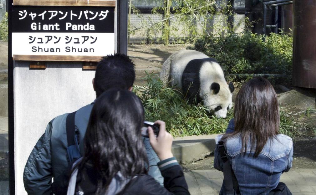 Двух панд близнецов вышлют из Японии в Китай в январе 2026 года страна впервые за 50 лет останется без этих животных Об этом сообщает Kyodo News со ссылкой на источник близкий к этому вопросу В соответствии с двусторонним соглашением между Токио и Пекином срок аренды панд Сяо Сяо и Лей Лей закончится в феврале 2026 года Животные жили в токийском зоопарке Уэно с момента своего рождения в 2021 году Они являются последними пандами в Японии Как отмечает Kyodo News перспективы получить от Китая новых панд остаются неопределенными на фоне ухудшения отношений между Токио и Пекином из за высказываний японского премьера Санаэ Такаити о Тайване Фото Koichi Kamoshida Getty Images РБК в Telegram и MAX