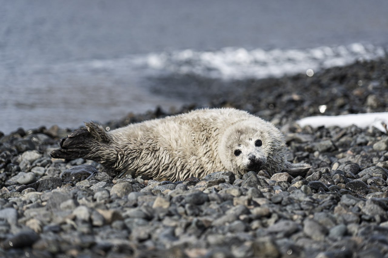 Первые детёныши ларги появились в Приморье На территории Дальневосточного морского биосферного заповедника начался долгожданный сезон рождения детёнышей ларги пятнистой нерпы одного из символов этого уникального уголка природы Первые новорождённые бельки уже появились на островах архипелага Римского Корсакова Каждую зиму острова залива Петра Великого становятся местом где ларги выбирают сушу для продолжения рода что отличает их от собратьев предпочитающих льдины Сезон рождения длится несколько месяцев достигая своего пика в феврале когда на свет появляется основная часть детёнышей Завершится этот волшебный период в начале апреля Ларга животное которое нуждается в защите В некоторых частях Тихого океана численность этих тюленей сокращается из за браконьерства загрязнения морей и изменения климата Фото Даниил Гончаров Подписаться на Telegram  Подписаться в MAX
