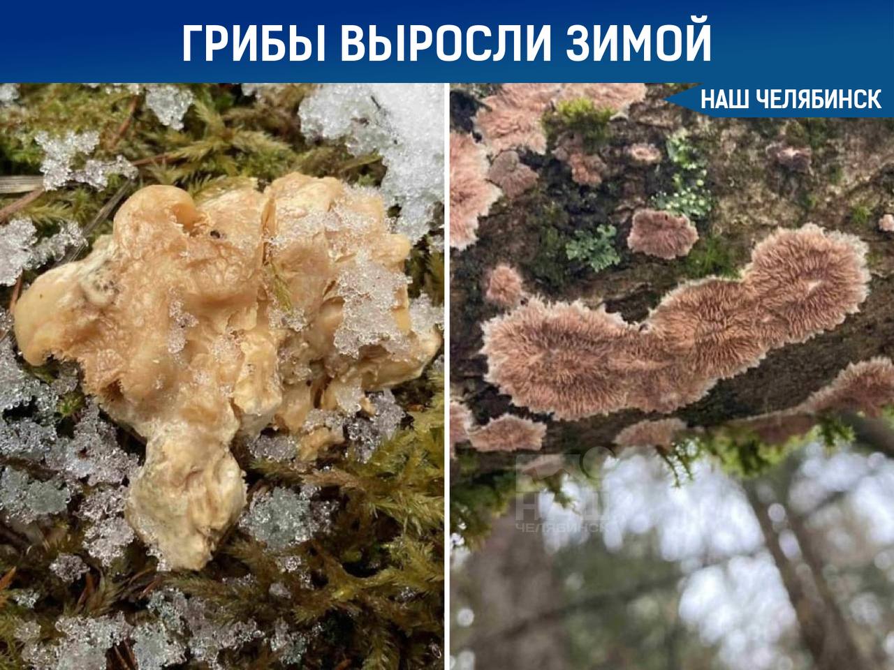 В горах Челябинской области зимой продолжается грибной сезон В нацпарке Таганай появились желтые ежовики которые сохраняют вкусовые качества даже при легком морозе Также появилась флебия плоские грибы на гнилой древесине Они не ядовиты но их съедобность не подтверждена поэтому собирать их не рекомендуют Мы в ТГ ВК ОК MAX Не пропустите важные новости