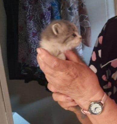 Котёнка, застрявшего за обшивкой пристройки дома, спасли в Красногвардейском округе Случай произошёл 11 июля. Пушистик провалился через щель между стеной и крышей. Хвостик провёл там несколько дней, так как хозяйка не могла ему помочь. Соседка подсказала женщине, что можно обратиться к спасателям. Приехавшие на место происшествия специалисты ПАСС СК убрали пластиковую панель с помощью инструментов и помогли котёнку выбраться. Пушистик не пострадал.