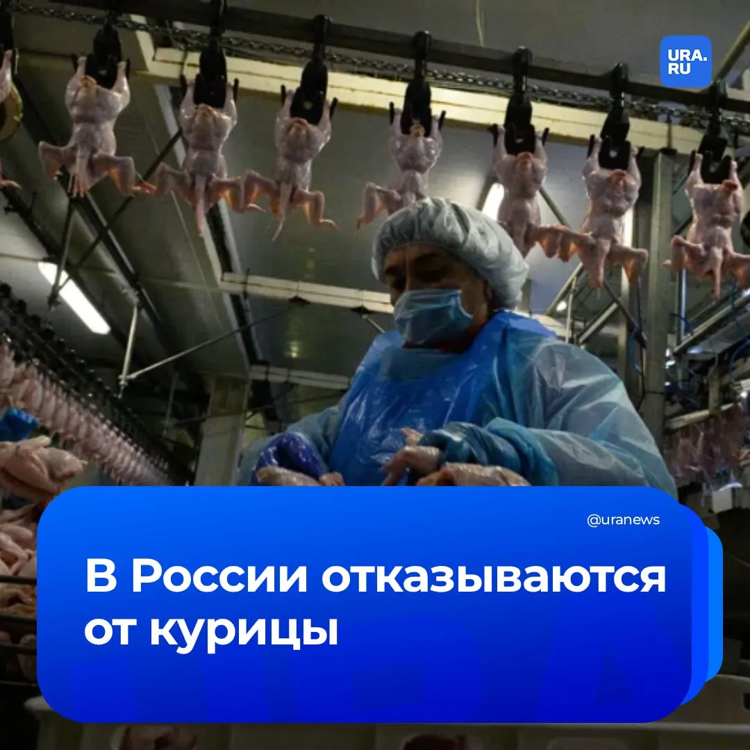 Россияне стали отказываться от курицы За первые месяцы 2026 года производство мяса птицы сократилось на 2 7 а в ряде регионов сразу на 10 Из за подорожания услуг и логистики часть покупателей заменяет некогда самое популярное мясо более дешевыми продуктами Рынок перенасыщен дешевым импортным филе из Китая В КНР грудка не пользуется спросом поэтому ее активно и недорого экспортируют в Россию сбивая цены отечественным фабрикам Одновременно с этим покупатели все чаще выбирают индейку она заменяет в корзинах дорогую говядину а РФ уже стала вторым в мире производителем этого мяса Ждать ли дефицита курятины и подорожания других видов мяса читайте на нашем сайте Подписаться на URA RU мы в MAX