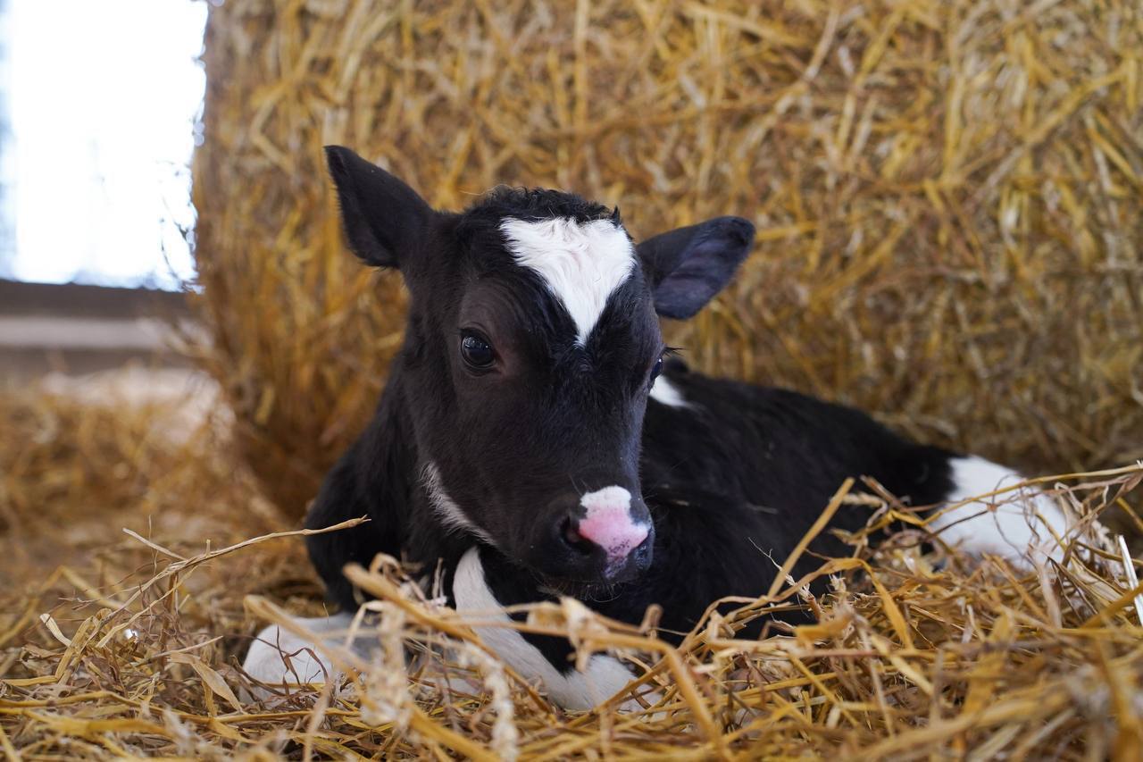 Новую породу коровы вывели на ферме Никитино в Нижегородской области Порода получит название нижегородская никитинская мясная рассказал губернатор Глеб Никитин По материнской линии первый в своем роде бычок относится к классической молочной голштинской породе по отцовской это кросс мясных симментальской и абердин ангусской пород Мясо бычков новой породы при надлежащем выкармливании может стать мраморным Чтобы новая порода была официально признана потребуется 10 15 лет Животноводам предстоит доказать что ценные признаки стабильно передаются новым поколениям Фото пресс служба правительства Нижегородской области   Подписывайтесь на Ъ Приволжье