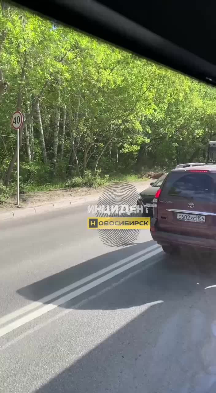 ДТП с лосем на улице Выборной в Новосибирске: животное не выжило