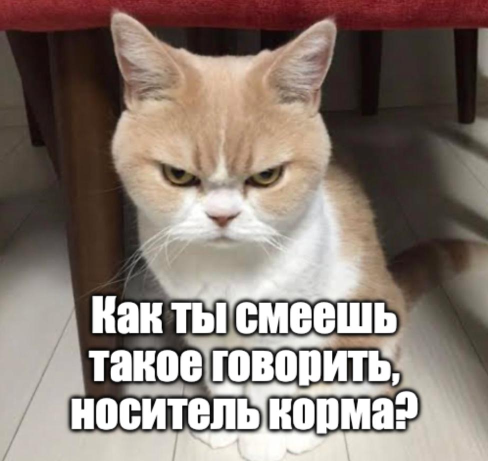 Кошатники потенциальные шизофреники ученые сделали новое открытие Улыбка на их лицах может прикрывать по мнению ученых Университета Квинсленда кое что очень серьезное Анализ показал те кто держал кошку до 25 лет в двое чаще имели риск развития шизофрении Виновник этого известен токсоплазмоз который переносят пушистики Так что да кошки классные Но все же берегите себя А у вас какой питомец Кошка Собака Другое животное Не люблю я животных Подпишитесь на Абзац TG VK Дзен MAX Rutube