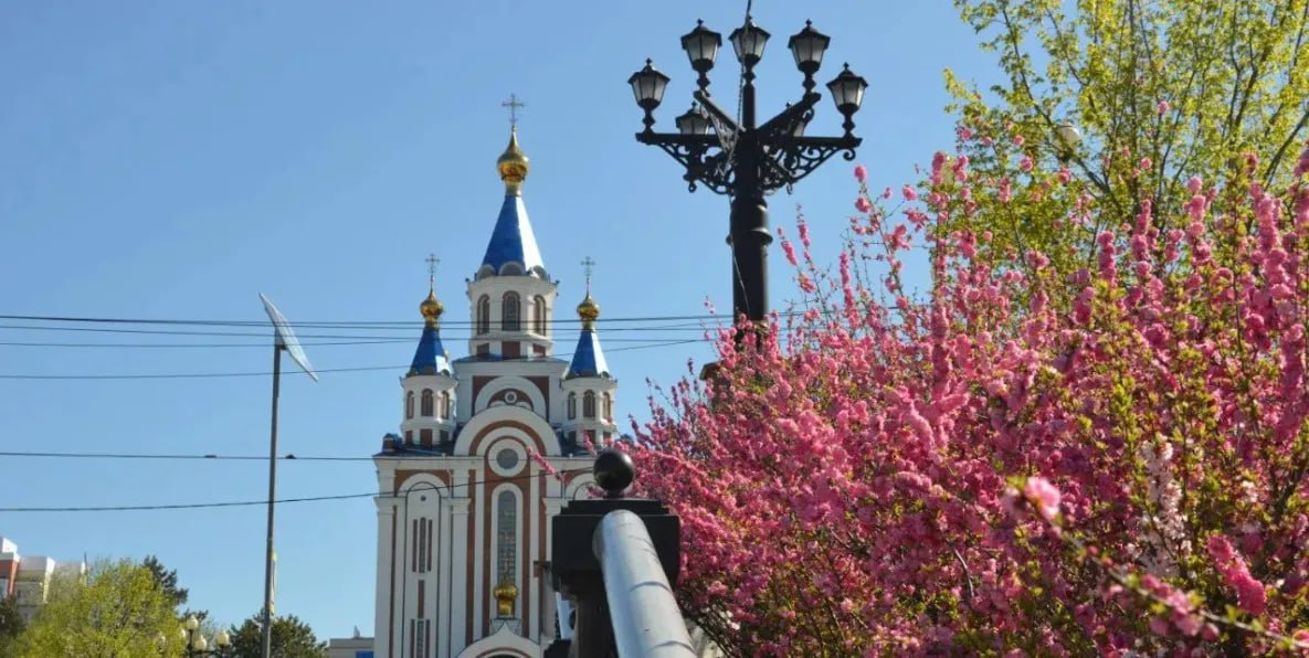 В Хабаровске на прудах весной появится сад сакуры В Хабаровске продолжается зимний снос старых сухих деревьев который должен закончиться к 1 апреля Ежегодно в парках и скверах на бульварах спиливают около тысячи деревьев в основном это большие тополя которые становятся угрозой при сильных порывах ветра и вязы Посадить весной планируется больше тысячи деревьев и 2 2 5 тысячи кустарников В парке Динамо в районе верхнего пруда расчистят территорию от старых деревьев и на их месте посадят сад сакуры Уже весной появятся первые посадки вишни вейгелы форзиции чубушника Продолжится озеленение Тургеневской лестницы Кусты сирени будут восстановлены на площади Славы Более зеленым станет и сквер врачей в десятой городской больнице его территорию хотят немного увеличить чтобы он был хорошим местом отдыха Весной по всему городу будет посажено много липы todaykhv