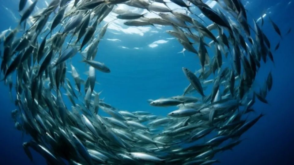Смертельная угроза с Чёрного моря: Русские ни при чём Смертельно ядовитый инвазивный вид рыб поселился в акватории Черного моря. У рыбы тетраодон серебряный мощные, прочные челюсти, которыми она перегрызает рыболовные сети. Хищник питается моллюсками, рыбой и ракообразными, таким образом вытесняя местные виды. А яд рыбки оказывает нервно-паралитическое действие. В водах Черного моря поселилась опасная для человека рыба — тетраодон серебряный. При употреблении в пищу этой экзотической рыбки можно получить смертельную дозу токсина, сообщили сотрудники украинской экологической госинспекции. Тетраодон серебристый ещё называют рыбой-шаром — это смертельно ядовитый инвазивный вид, который уже обитает в акватории Черного моря. Хотя привычной средой оби... Подробнее>>>