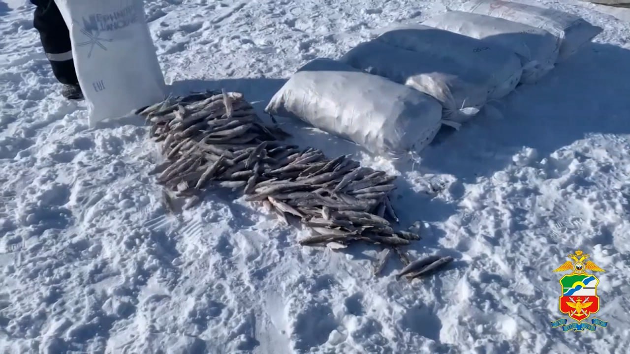 Более двух тысяч экземпляров корюшки изъяли у браконьеров Незаконный промысел рыбы транспортные полицейские пресекли в низовьях Енисея. Оперативная группа обнаружила в районе сельского поселения Караул 32–летнего жителя Хатанги. Сетями мужчина добыл более 2300 особей рыбы. Размер ущерба составил почти 130 тысяч рублей. Возбуждено уголовное дело. Подробности читайте на нашем сайте. #зпнорильск #заполярнаяправда #газетанорильск #норильск #талнах #кайеркан #оганер #новостинорильска ВКонтакте Telegram