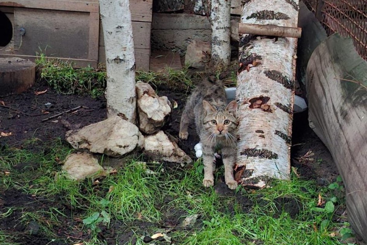 ‍  В Екатеринбургском зоопарке появился новый житель — молодой лесной кот по имени Локи.  Усатый приехал из Новосибирска с поздравлениями в честь скорого 95-летия нашего зоопарка от сибирских коллег.  Пушистый новосёл появился на свет в мае 2024 года. Несмотря на своё воинственное имя, характер у малыша пока скромный и сдержанный — сказывается период привыкания к новому дому. Зато аппетит отменный   Фото: Екатеринбургский зоопарк   «Уральский меридиан»