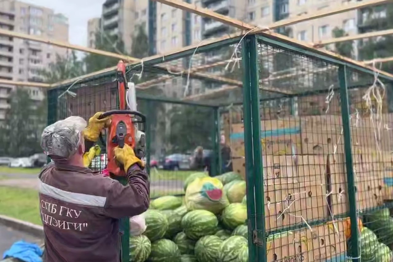 ККИ изъял более тонны арбузов и дынь в Красносельском районе. Для этого потребовалось демонтировать две незаконно расположенные торговые точки. Снесенные торговые точки располагались у дома №129 по Ленинскому проспекту и около дома №18 по улице Доблести. В ККИ также призвали горожан сообщать о незаконных местах продаж. Напомним, сезонная продажа арбузов и дынь стартовала в Петербурге с 1 августа. ККИ предупреждал о том, что будет следить за соблюдением правил торговли и обещал пресекать нелегальные продажи. Места СПб Новости СПб