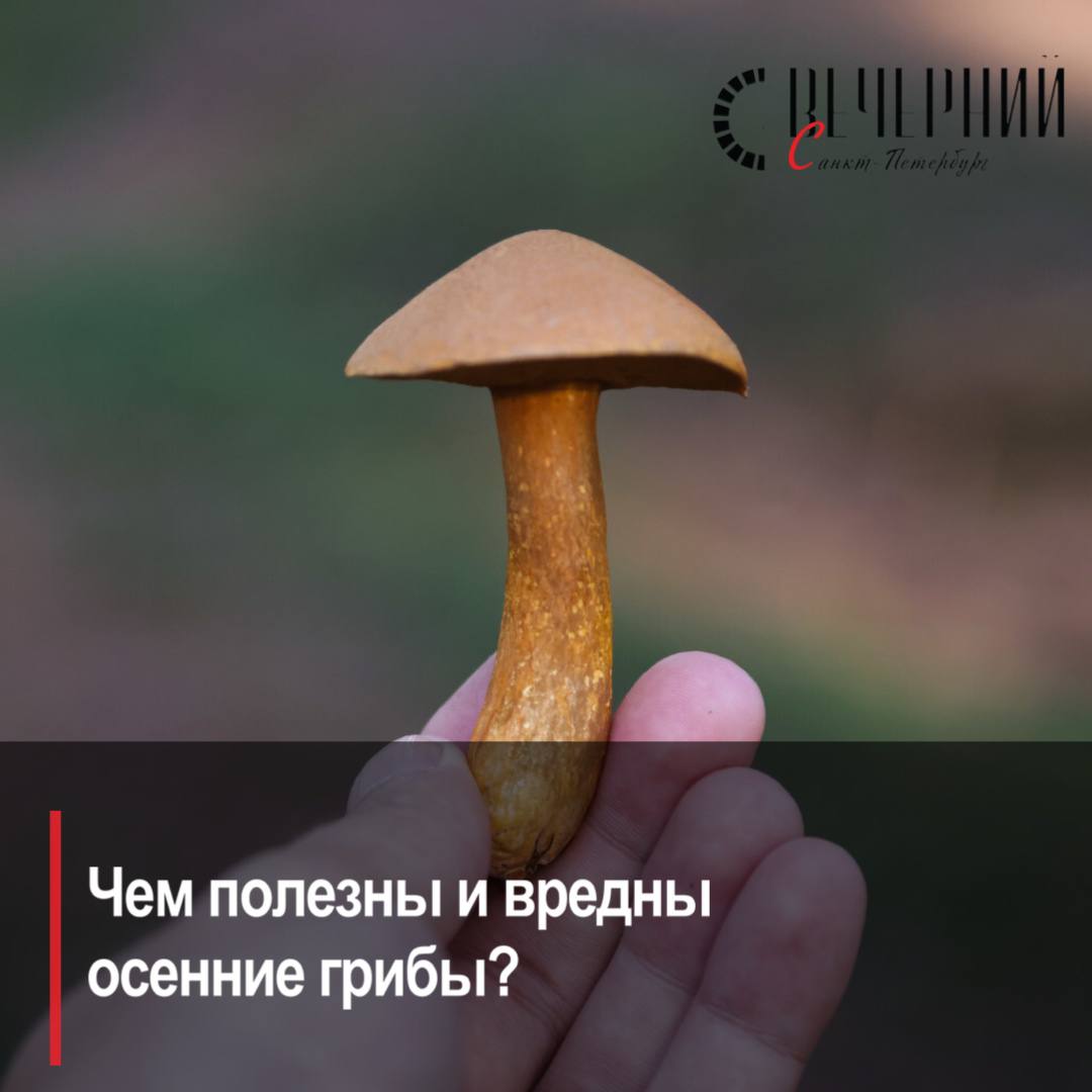В Петербурге и Ленобласти завершается грибной сезон длившийся дольше обычного благодаря тёплой погоде Любители тихой охоты продолжают делать заготовки из собранных даров леса Чем и какие грибы могут быть полезны а какие и чем вредны для человека с Вечерним Санкт Петербургом поделилась врач диетолог эндокринолог кандидат медицинских наук и сотрудница Института экспериментальной медицины Наталья Надбитова Читайте в эксклюзивном материале Фото Роман Пименов Подписаться на Вечерний Санкт Петербург в MAX