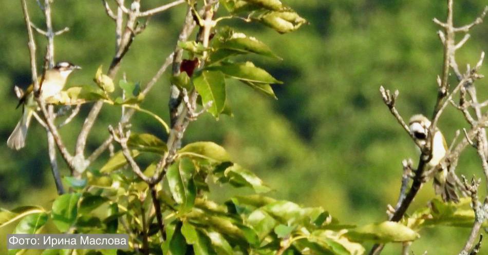 Птица китайский бюльбюль впервые обнаружена в Морском заповеднике Это первая достоверная встреча данной птицы на территориях Земли леопарда в основном они обитают в центральных и восточных районах Китая откуда с начала 21 го века расселяются в северном направлении Важное для науки открытие было сделано во время проведения полевых работ сотрудниками ФНЦ Биоразнообразия ДВО РАН Китайский бюльбюль Pycnonotus sinensis вид воробьинообразных птиц из семейства бюльбюлевых Более частое появление в Приморье этой южной тропической птицы один из признаков климатических изменений на планете Не исключено что в будущем бюльбюль переедет в Россию насовсем будет вить здесь гнёзда и размножаться Встреча была неожиданной в утренние часы мы собирались выходить на учёт змей и услышали незнакомое пение птиц доносилось оно с кроны деревьев С собой был фотоаппарат поэтому нам удалось снять незнакомый вид Такие птицы мне встретились впервые Я отправила полученные данные научному сотруднику Тихоокеанского института географии ДВО РАН Юрию Глущенко которой подтвердил мою догадку это залётный вид ранее не фиксировавшийся на территориях Земли леопарда рассказала Ирина Маслова старший научный сотрудник ФНЦ Биоразнообразия ДВО РАН Ранее в России были зарегистрированы лишь 6 встреч бюльбюля на разных участках юга Приморского края Заповедные территории для всех видов животных включая птиц это зона покоя где они могут спокойно без лишнего внимания не только кормиться но и выводить потомство чувствуя себя в безопасности Подробнее leopard land ru about news 1589 Здесь Земля леопарда