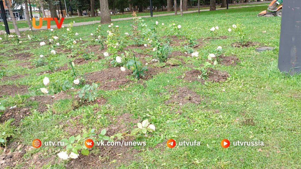 Это были бабушка и дедушка в Уфе выкопали куст белых роз которые посадили в память о Юрие Шатунове Об этом сообщила организатор акции памяти об артисте В субботу 6 сентября в годовщину со дня рождения популярного исполнителя его поклонники высадили аллею белых роз Не прошло и двух дней как начали копать розы Утром около шести часов бабушка и дедушка выкопали первые кусты роз Решаем сейчас вопрос с охраной сообщила организатор акции utv ru