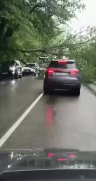 Упавшее дерево в Сочи создало опасную ситуацию для автомобилистов и жителей СНТ